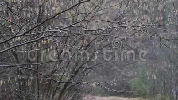 春天是开始在一滴水的裸露的树枝上视频的预览图