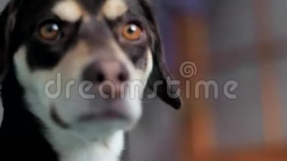 一只棕色的小狗在镜头里看着窗外的特写镜头视频的预览图