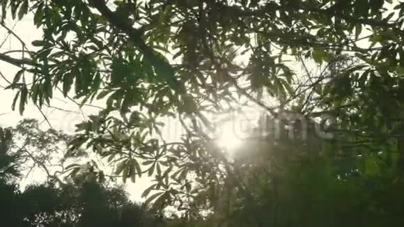 阳光透过绿树透漏视频的预览图