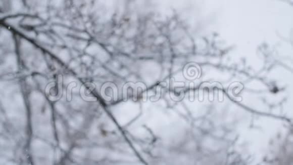 雪落在模糊的背景上积雪覆盖着树木很大的雪花视频的预览图