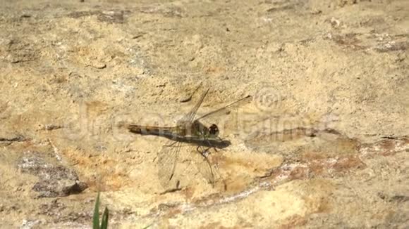 蜻蜓栖息在沙滩上视频的预览图