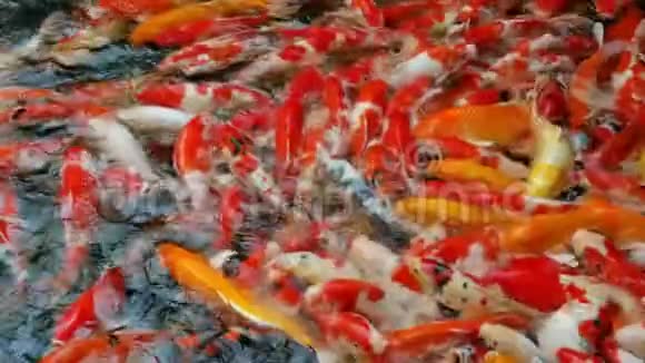 许多花哨的垃圾鱼在水里游泳和等待食物视频的预览图