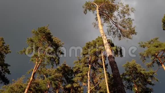 美丽的画面黑暗的雨云在阳光明媚的风日飞越森林松树顶部以前的时间视频的预览图