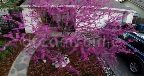 红芽树从无人机开出来视频的预览图
