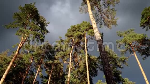 在刮风的那天云杉林中覆盖着4k片乌云和松树视频的预览图