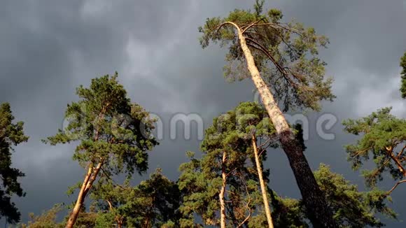美丽的画面黑暗的雨云在阳光明媚的风日飞越森林松树顶部以前的时间视频的预览图