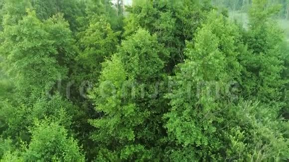 绿色景观鸟瞰森林沼泽自然景观视频的预览图