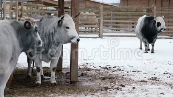 公牛和奶牛站在冬季牧场上视频的预览图