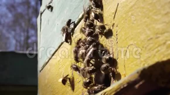 蜜蜂工作飞处理花蜜变成蜂蜜视频的预览图