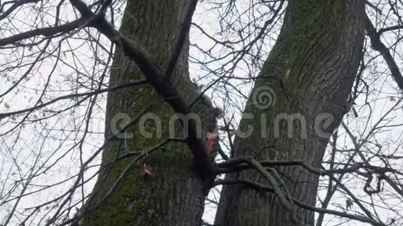松鼠在公园里爬树骚扰鸟类视频的预览图