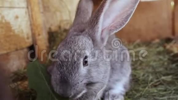 小不同颜色的兔子在笼子里他们吃新鲜的草视频的预览图