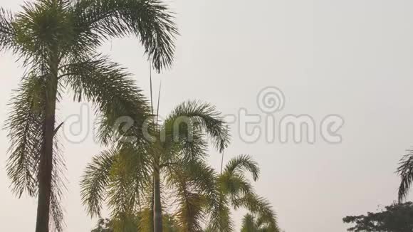 棕榈枝背景下的起飞飞机视频的预览图