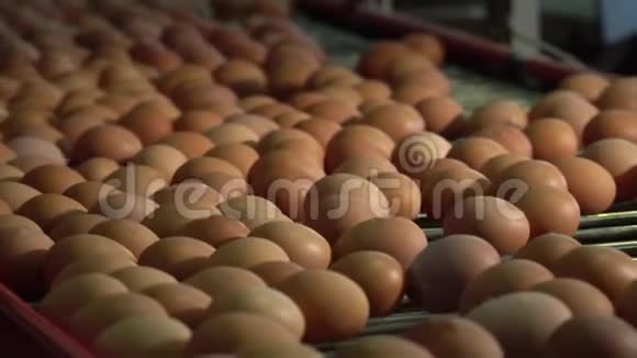鸡蛋生产线在鸡场上运行工厂里的鸡蛋分类4K视频的预览图