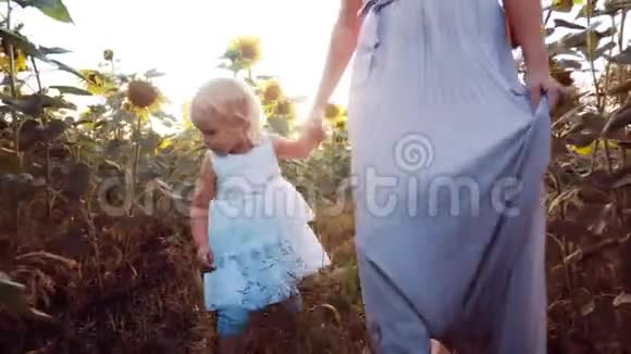 向日葵领域的年轻家庭一个女人带着她的女儿穿过田野一个穿着白色裙子的女孩是视频的预览图