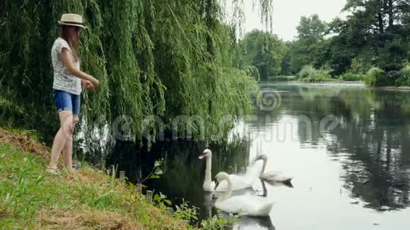 年轻女子在夏季公园池塘里喂天鹅视频的预览图