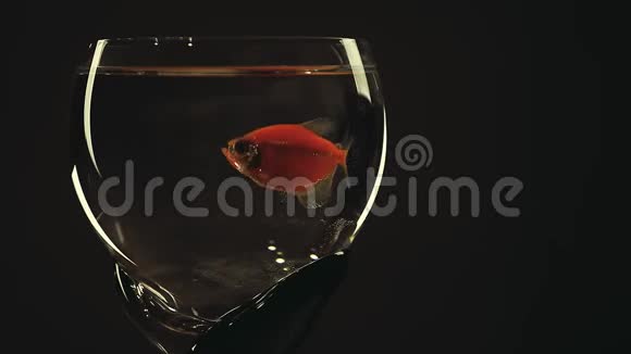 葡萄酒玻璃鱼深色背景高清镜头视频的预览图