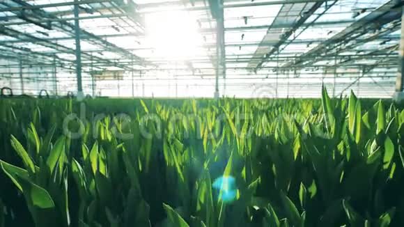 在阳光明媚的绿色植物中盛开的郁金香视频的预览图
