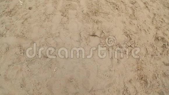 蜥蜴在沙子上爬行视频的预览图