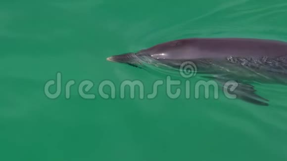 海豚鼻子风景视频的预览图
