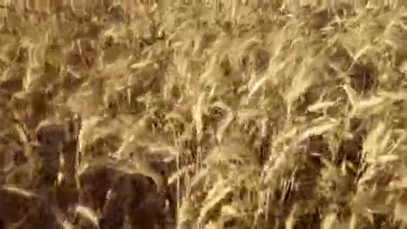 小麦只有晴朗的天空视频的预览图