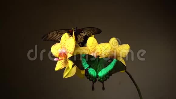 蝴蝶在花上视频的预览图