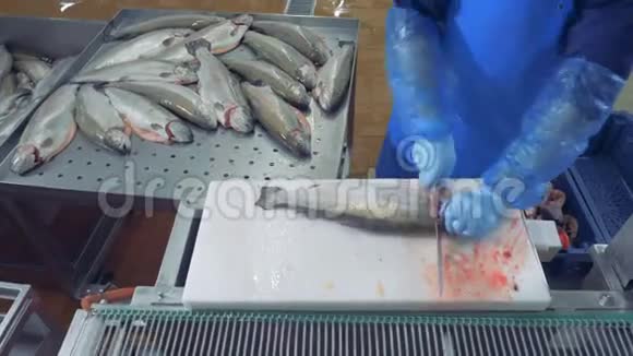 一条生鲑鱼的头被工厂工人砍了视频的预览图