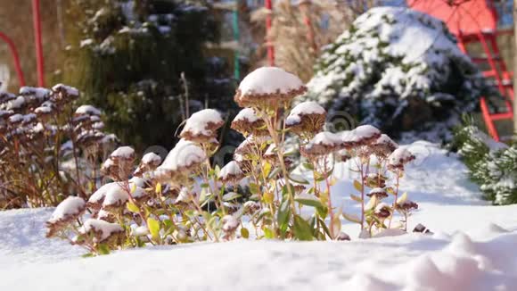 冬天霜冻下雪晴天近景永远绿的花灌木丛在花园的花坛下藏起来视频的预览图