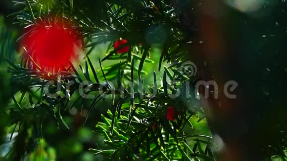 红豆杉视频的预览图