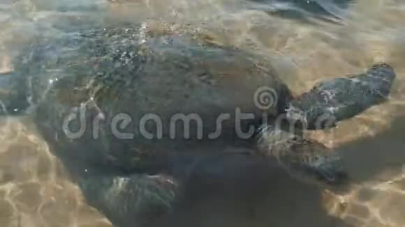 海洋中海龟的近景斯里兰卡海滨海滩hikkaduwa水上野生动物旅游地视频的预览图