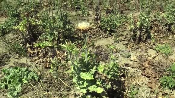 植物乳蓟蓟马或马卡草愈合草本在一个干燥的花序与开花视频的预览图