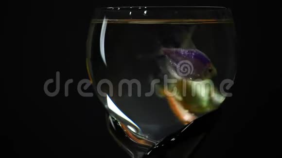 葡萄酒玻璃鱼深色背景高清镜头视频的预览图