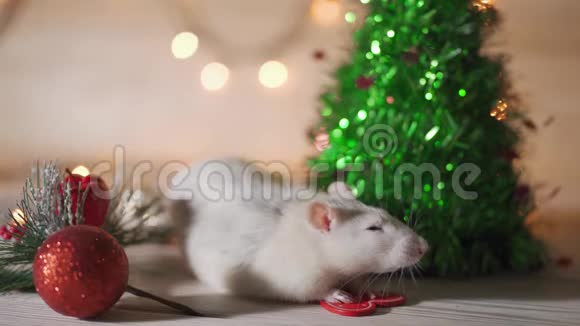 白鼠爬在新年装饰品圣诞树玩具球上新的2020年和2032年文号视频的预览图