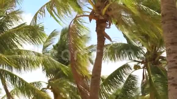 热带棕榈树在夏季海滩的海风中挥舞美丽的椰子棕榈在热带海岸蓝天海洋视频的预览图
