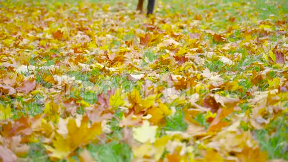 一个穿皮鞋的年轻人在落叶上奔跑视频的预览图