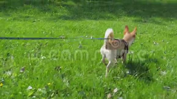 公园阳光明媚的一天在绿色草坪上绑着一只有趣的小狗视频的预览图
