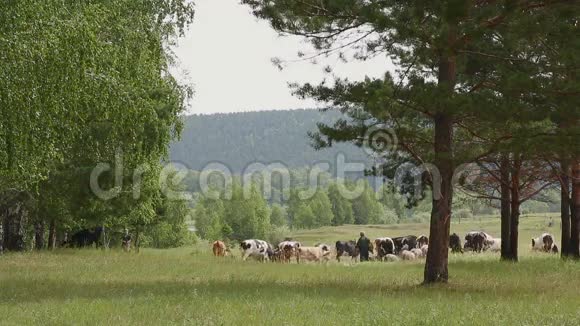 一大群牛羊在森林边缘附近放牧视频的预览图