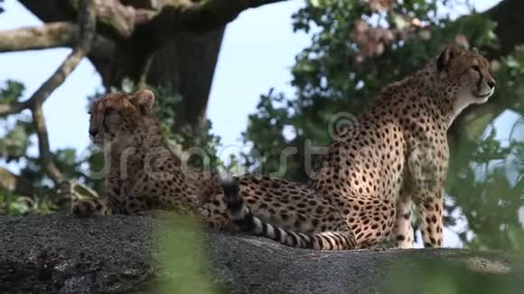 2只猎豹在岩石上的Acinonyxjubatus休息室动物园里圈养的漂亮猫猎豹发出警告视频的预览图