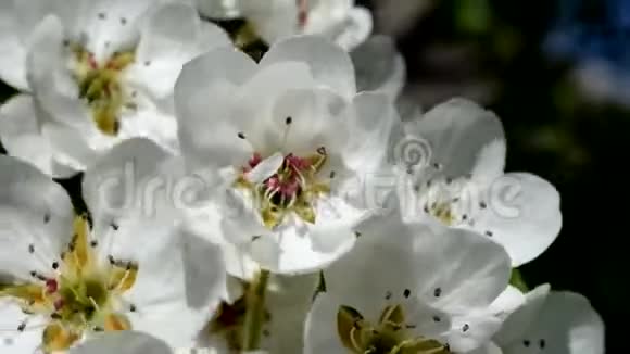 美丽的梨花早春的梨树视频的预览图