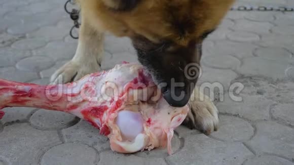 巨大的饥饿的德国牧羊犬在铁链上吃院子里有一块大骨头视频的预览图