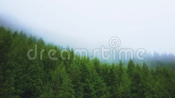 针叶林在山腰的雾中迎风招展视频的预览图