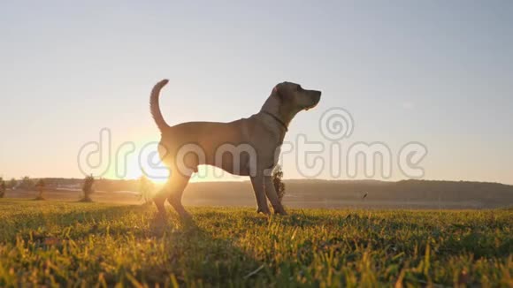 日落时狗在大自然上跳跃和接球视频的预览图