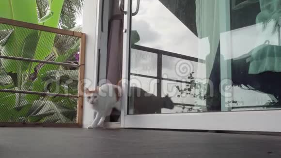 猫与一只腿受伤的四肢在伤口护理敷料中行走视频的预览图