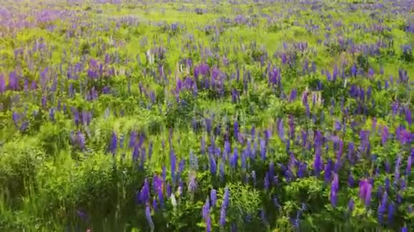 紫羽羽扇豆在日出景观中盛开卢皮纳斯俗称卢平或卢平空中飞过视频的预览图