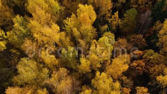 秋林顶景有黄色叶子的树冠秋天落叶林视频的预览图