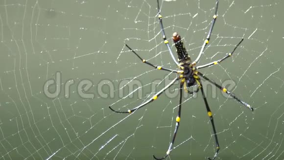 日本冲绳一座山上一只雌性巨型森林蜘蛛的慢动作视频的预览图