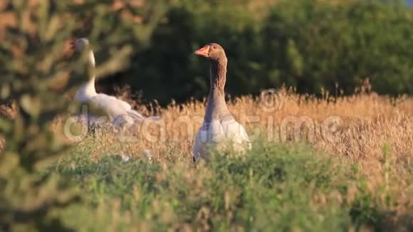 家乡的鹅在日落时在美丽的田野上吃草视频的预览图