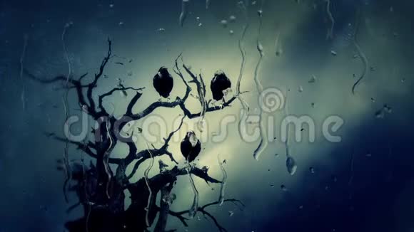 冬天透过窗户看树上的黑鸦视频的预览图