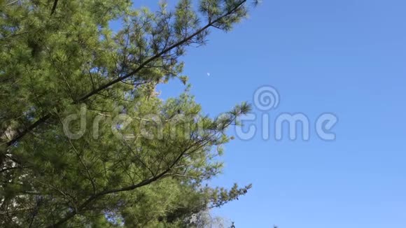 松树树枝上的微风视频的预览图