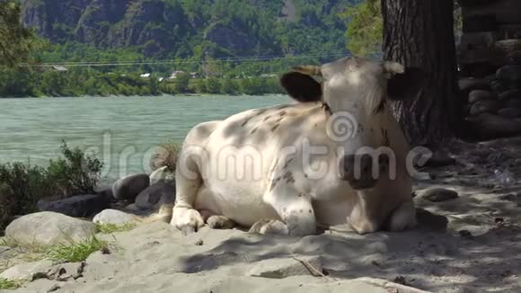 沙质河岸上的一头牛视频的预览图