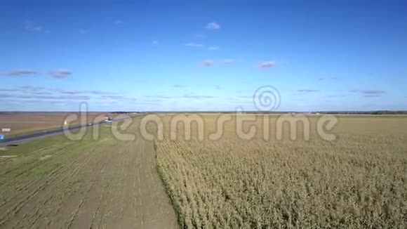 在蓝天下靠近公路的广阔玉米地飞行视频的预览图